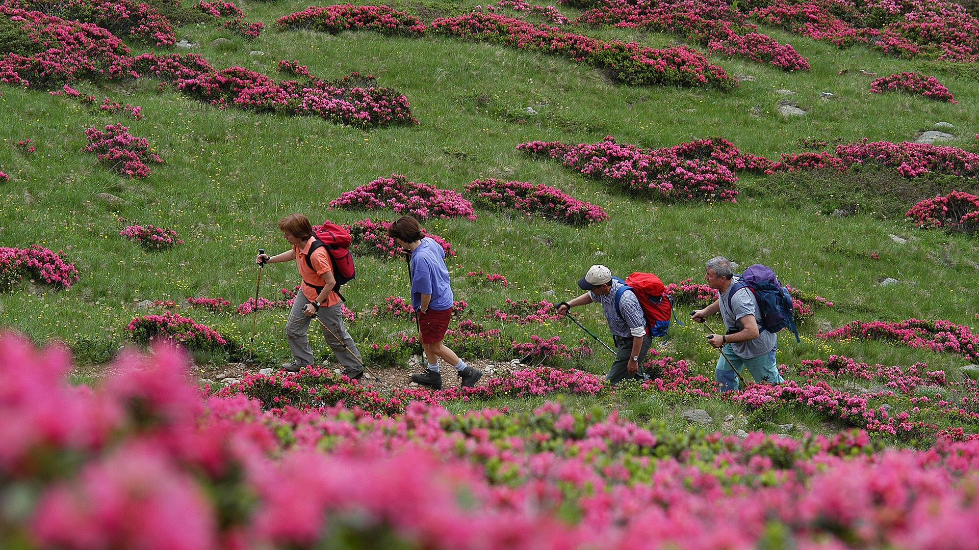 quattro uomini durante un'escursione in montagna su prati con fiori fuchsia nei pressi di Dimaro in Trentino in estate