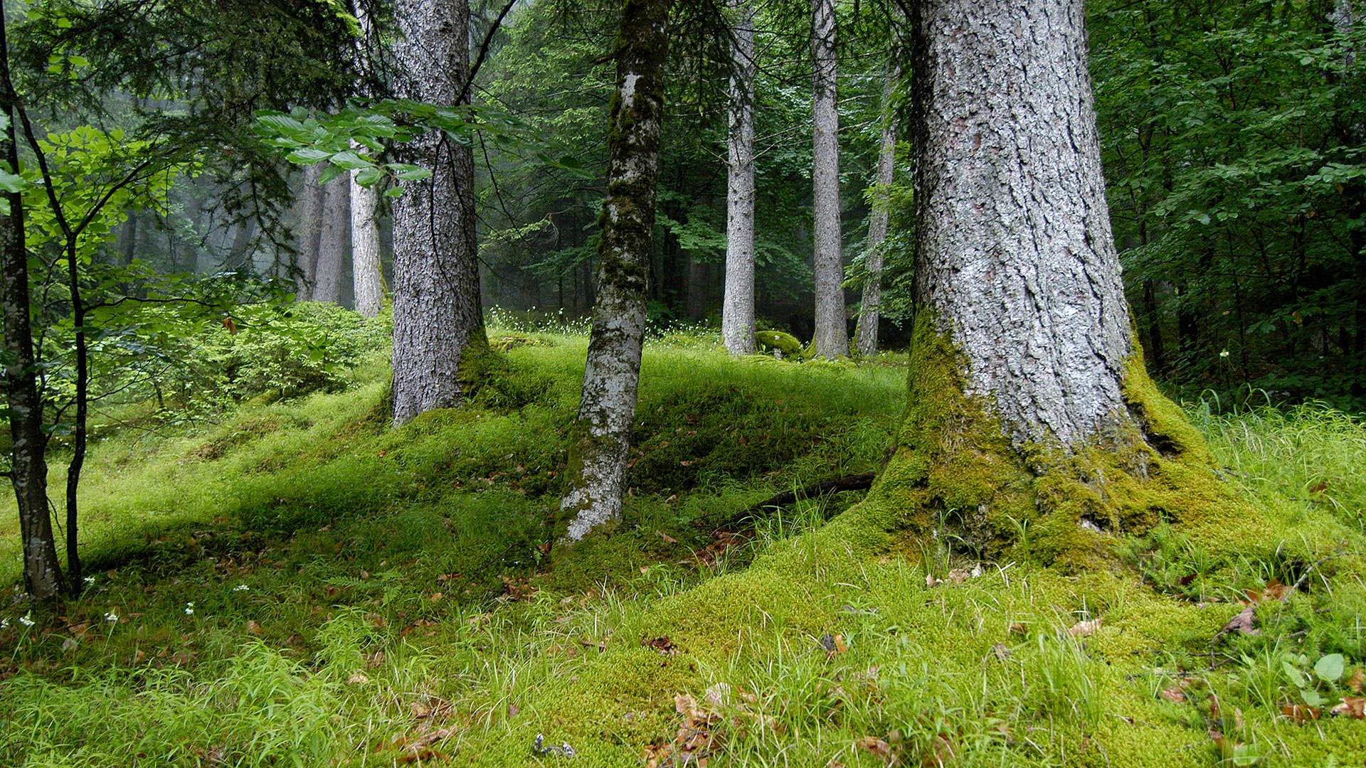 grüner Waldl im Trentino bei Dimaro im Sommer